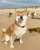 Happy Monday #Dogefam! Let's start the week off strong and continue to support #Dogecoin.  #DogecoinToTheMoon