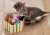 Indeed! Thank you meowmy @FLOTUS, this is a pawbulous selection of pawesome kitty toys. Santa Paws did well, I just wish that all shelter pets would get pawdopted and be loved like I am. Please hoomans, #AdoptDontShop. Merry Christmas! Meoweeee!