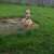 Ignore the lawn mower.  She said that butter flied!!!