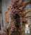 it's friday and time for another  Fungi Fact Friday   to celebrate the release of the first The Last of Us episode earlier this week I want to tell you about Cordyceps. more specifically Ophiocordyceps Unilateralis, the real life inspiration behind t