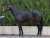 \u2461枠\u2462番 #ヴェルトライゼンデ  #ジャパンカップ #フォトパドック #東スポ競馬 #競馬
