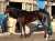 \u2464枠\u2469番 #ハーツイストワール  #ジャパンカップ #フォトパドック #東スポ競馬 #競馬