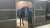 #ジャパンカップ 制覇から1夜明けた #ヴェラアズール   改めましておめでとうございます  #東スポ競馬 #競馬