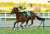 【 #チャレンジカップ 】大器 #ソーヴァリアント が連覇　ルメール絶賛「ＧⅠにいける馬」   #東スポ競馬 #競馬