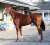 \u2461枠\u2462番 #ボルドグフーシュ  #有馬記念 #フォトパドック #東スポ競馬 #競馬