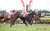 【 #日経新春杯 】#ヴェルトライゼンデ が快勝　ＪＲＡ重賞初Ｖのイーガン「馬のハートもガッツもすごくある」   #中京競馬場　 #東スポ競馬 #競馬