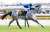 【 #クロッカスＳ 】3番人気ヤクシマがオープン初勝利　ルメール騎手はこの日5勝目と絶好調  #競馬 #keiba #スポーツ報知
