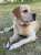 Long live #BubbaMurdaugh the Labrador retriever who brought down a southern dynasty.