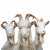 Вот они - &laquo;Польша&raquo;, &laquo;Франция&raquo; и &laquo;Германия&raquo;&hellip;