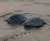 'Tu chal mai aayi' ....   Mass nesting of Olive Ridley Turtle,  Rishikulya, Odisha Over 5.5 lakh female turtles lay eggs in 4 days.