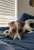 Tuesday  of thoughts #tuesdayvibe #TuesdayFeeling #tuesdaymotivations #jackrussellterrier #zshq #jrt #jackrussellplanet #jackrussellstyle #jackrusselllovers #jackrussellmoments