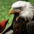 Looked up &ldquo;Eagles vs Cardinals&rdquo; on an AI Image Generator. Make whatever you want out of the result.