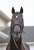 ニッポンの総大将はやっぱりアナタ！ダービー馬 #シャフリヤール が東京2400㍍に登場です!! #夕刊フジ #競馬 #ジャパンカップ #Shahryar