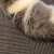 「猫に顔突っ込む」 という新しい文化を完全否定したうちの実家の父親だ&hellip; #性癖食わず嫌い王