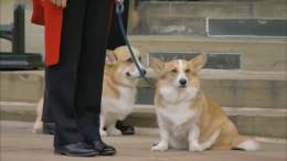 ちゃんとエリザベス女王のコーギーたちもお見送りしてるー！！！ #ウィンザー城  #エリザベス女王 #エリザベス女王国葬