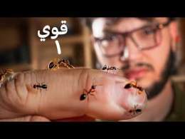 ليش النملة نسبيا اقوى منك