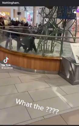 Videos