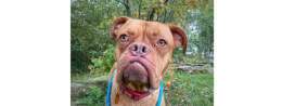 Please retweet to help Nelly find a home #CHESHIRE #UK  Aged 2, #DogueDeBordeaux, no history available but she is very nervous.  She needs a loving adult home as the only pet.   DETAILS or APPLY   #dogs #pets&nbsp;#AdoptDontShop #DogsofTwittter