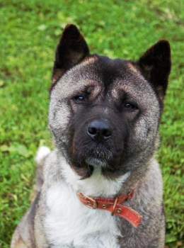 Please retweet to help Maggie find a home #CUMBRIA #LAKEDISTRICT #KENDAL #UK   Beautiful Akita aged 7, sadly been in kennels for 2 years due to a court case. She's looking for a loving adult home as the only pet.   DETAILS or APPLY   #Akita #dogs #pe