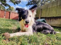 Please retweet to help Baxter find a home #WESTMIDLANDS #UK   Border Collie aged 2-5, looking for a quiet, rural, adult home to go on with training and build confidence.  He may be able to live with another playful dog  DETAILS or APPLY  #Collie #dog