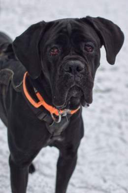 Urgent please share to help Olive find an emergency FOSTER or FOREVER home #YORKSHIRE #UK   She can't have surgery on her eyes in kennels. She needs a home with big breed experience, where someone can be around for her and she can be the only pet DET