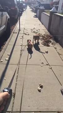 Videos