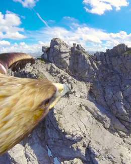 A mini-cam hooked on to this magnificent bird allows us to literally get a &lsquo;bird&rsquo;s eye view.&rsquo; I find it useful to start a week by trying to always start with the big picture instead of getting bogged down in the nitty-gritty right a
