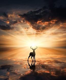 ????  Good evening.  Sunset. ~ Caught in the sun. by Kathrin Federer
