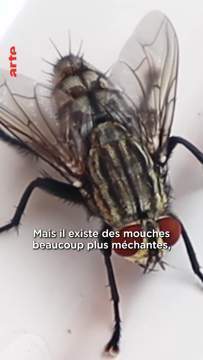 Une vid&eacute;o qui fait mouche  Avec @28minutes