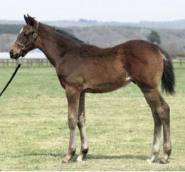Japan's leading Arc contender Titleholder (Duramente x Mowen) as a foal in 2018.  #タイトルホルダー #ドゥラメンテ #凱旋門賞 #QPAT