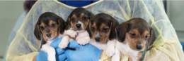 Hey Dr Fauci&hellip;. These little guys want to know how your day is going and say FU.