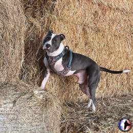 Notre tri-patte profite pleinement de sa vie d'agriculteur !  Souvenez vous, la BAB avait r&eacute;cup&eacute;r&eacute; Stone dans un &eacute;tat castastrophique...nous avions d&ucirc; prendre la d&eacute;cision de l&rsquo;amputer  Heureusement, ce b