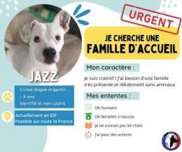 RECHERCHE FAMILLE D'ACCUEIL URGENT POUR JAZZ   Ile-de-France, possible dans toute la France avec un covoiturage  X dogue argentin m&acirc;le   Humains, femelles  Chats, enfants, m&acirc;les  Famille avec tr&egrave;s peu d&rsquo;absences, besoin de ca