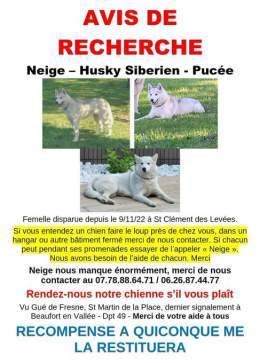 AVIS DE RECHERCHE CHIEN   Neige a #disparue le 09/11/22 &agrave; St Cl&eacute;ment des Lev&eacute;es. Vue pour la derni&egrave;re fois &agrave; Beaufort en Vall&eacute;e 49  Femelle #Husky Sib&eacute;rien puc&eacute;e, hurle (bruit du loup)   Si vous