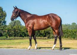 GEELONG BOUND WITH TWO PROMISING RUNNERS!! We have runners in the first two races at Geelong today; Declan Bates aboard both kicking off with Pink Lamborghini (pictured) in the 1112m 3Y0 Maiden. Full article: