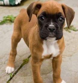 Rate this cuteness 1-10  #boxerdoglover #boxerdog #boxerdoglover #dogsoftwitter