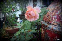 And the winner is.... once again the first rose to bloom before SPRING is the At Last Rose Shrub growing in my 20 foot geodesic bio dome in Ohio.   #RoseWednesday #happydays #gardening #TwitterGardening