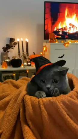 Halloween cuteness..    IG: mr.smokey21