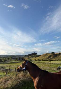So what happens after the hammer falls? This….. @KarakaChat $1.1million sales topper Micky G (Sword Of State from @CambridgeStud) enjoying the first day of his new life with Conor and Sarah at @KawaParknz. Not a bad way to spend Tuesday night.