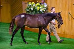 Embellish was top of the pops during book 2 at Karaka 2026. Our filly out of Queen of Wizardry landed the highest price when selling to @busuttin for $200,000. @KarakaChat
