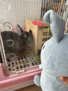 お引越しして欲しかったです 今日もうちの子を添えて&hellip; #ギャル曽根88点 #ラヴィット