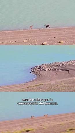 ¡Buenas noticias para la conservación del huemul! En el Parque Nacional Laguna del Laja se registraron tres avistamientos de huemules el último mes. Junto al @sagchile instalamos cámaras trampa para monitorear su comportamiento y reforzamos medidas p
