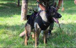Proteo, one of the 16 Mexican rescue dogs sent to help with the rescue efforts in Turkey, passed away while rescuing survivors of the earthquake  he&rsquo;s now in Doggy heaven