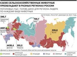 Более чем в каждом третьем российском регионе (31) самое распространенное животное &mdash; это свинья. Лидером по поголовью стала Белгородская область, где содержится по 3 свиньи (4,7 млн) в пересчете на душу населения. Пишет "Коммерсантъ" по данным 