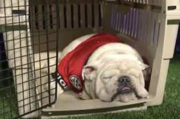"Wake me up in the fourth quarter."  -Uga probably  #CFBPlayoff