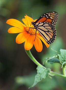 We delight in the beauty of the Butterfly, but rarely admit the changes it has gone through to achieve that beauty.  #oriele #LISAXCELINE #Succession #PeachInu #WRXNCO #LEEDOHYUN #Quotidien #WritingCommunity #nature #photography #YemiCregx #الهلال_ال