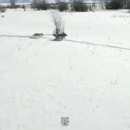 In 1995, U.S. and Canadian wildlife officials released 14 wolves in Yellowstone National Park. No one expected the miracle that the wolves would bring. Video by Nat Geo Wild / Appreciate.