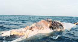 -This huge creature washed ashore recently on our Red Sea coast... #SDGs #Africa