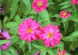 おはようございます 深まり行く秋 素敵な秋分の日をお過ごしください  #TLを花で一杯にしよう