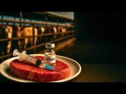Viande | &Eacute;levage sous Hormones , l'enqu&ecirc;te CHOC !